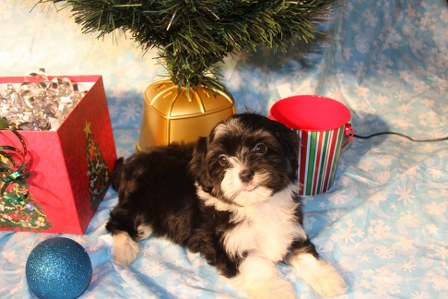 havanese-puppies